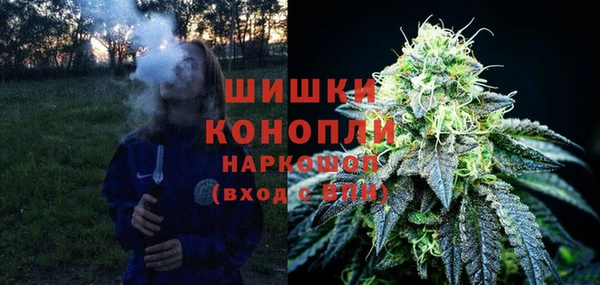 прущие грибы Новосибирск