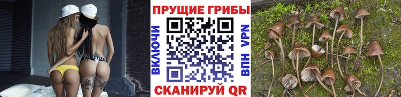 Псилоцибиновые грибы прущие грибы  Муравленко 